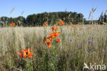 Orange Lily (Lilium bulbiferum subsp.croceum)