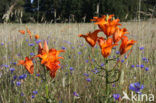 Orange Lily (Lilium bulbiferum subsp.croceum)