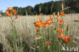 Orange Lily (Lilium bulbiferum subsp.croceum)