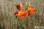 Roggelelie (Lilium bulbiferum subsp.croceum) 