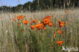 Orange Lily (Lilium bulbiferum subsp.croceum)