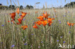 Orange Lily (Lilium bulbiferum subsp.croceum)