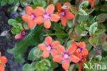 scarlet pimpernel (Anagallis arvensis ssp arvensis)