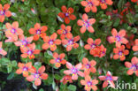 scarlet pimpernel (Anagallis arvensis ssp arvensis)