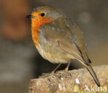 European Robin (Erithacus rubecula)