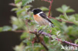 European Stonechat (Saxicola rubicola)