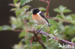 European Stonechat (Saxicola rubicola)