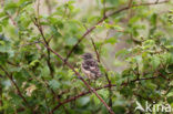 roodborsttapuit (Saxicola torquatus albofasciata)