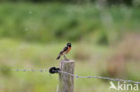 roodborsttapuit (Saxicola torquatus albofasciata)