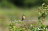 Stonechat (Saxicola rubicola)