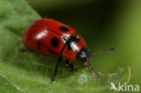 Roodbruin Wilgenhaantje (Gonioctena viminalis)