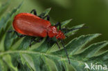 Roodkopvuurkever (Pyrochroa serraticornis)