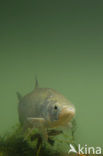 Roofblei (Aspius aspius)