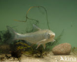Roofblei (Aspius aspius)