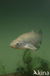 Roofblei (Aspius aspius)