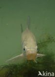 Roofblei (Aspius aspius)