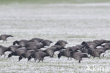 Rotgans (Branta bernicla)