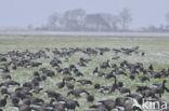 Brent Goose (Branta bernicla)