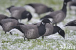 Rotgans (Branta bernicla)