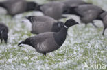 Rotgans (Branta bernicla)