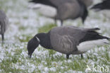 Rotgans (Branta bernicla)