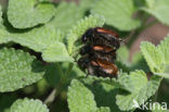 Rozekever (Phyllopertha horticola)