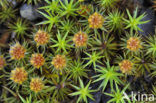 Ruig haarmos (Polytrichum piliferum)