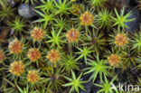 Bristly Haircap (Polytrichum piliferum)