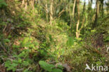 Hairy Woodrush (Luzula pilosa)