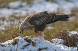 Ruigpootbuizerd (Buteo lagopus)