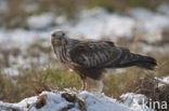 Ruigpootbuizerd (Buteo lagopus)