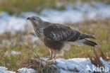 Ruigpootbuizerd (Buteo lagopus)