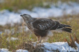 Ruigpootbuizerd (Buteo lagopus)