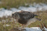 Ruigpootbuizerd (Buteo lagopus)