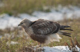 Ruigpootbuizerd (Buteo lagopus)