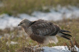 Ruigpootbuizerd (Buteo lagopus)