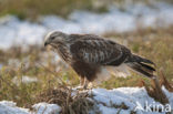 Ruigpootbuizerd (Buteo lagopus)