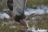 Ruigpootbuizerd (Buteo lagopus)