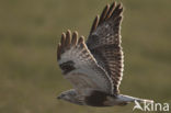 Ruigpootbuizerd (Buteo lagopus)