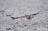 Ruigpootbuizerd (Buteo lagopus)