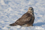 Ruigpootbuizerd (Buteo lagopus)