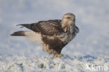 Ruigpootbuizerd (Buteo lagopus)