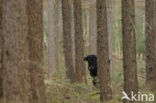 Sayaguesa rund (Bos domesticus)