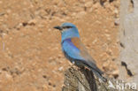 European Roller (Coracias garrulus) 