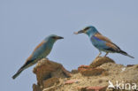 European Roller (Coracias garrulus) 