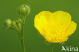 Meadow Buttercup (Ranunculus acris)