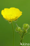 Scherpe boterbloem (Ranunculus acris)