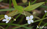 Marsh Speedwell (Veronica scutellata)