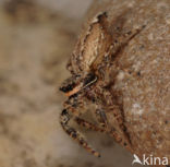 Jumping Spider (Marpissa muscosa)