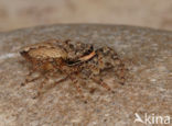 Jumping Spider (Marpissa muscosa)